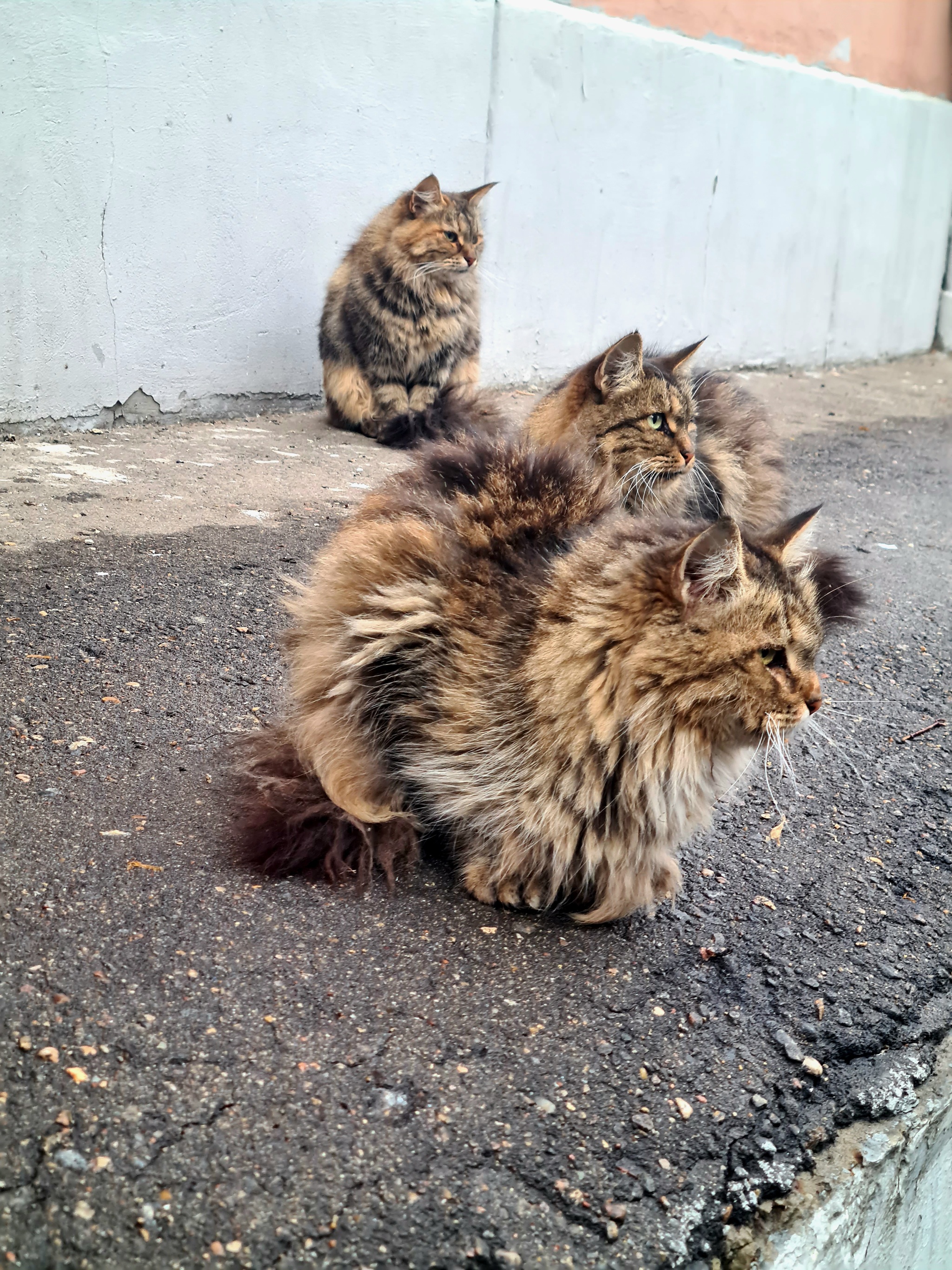 Three from the casket - My, Mobile photography, Moscow, cat, Longpost, Homeless animals