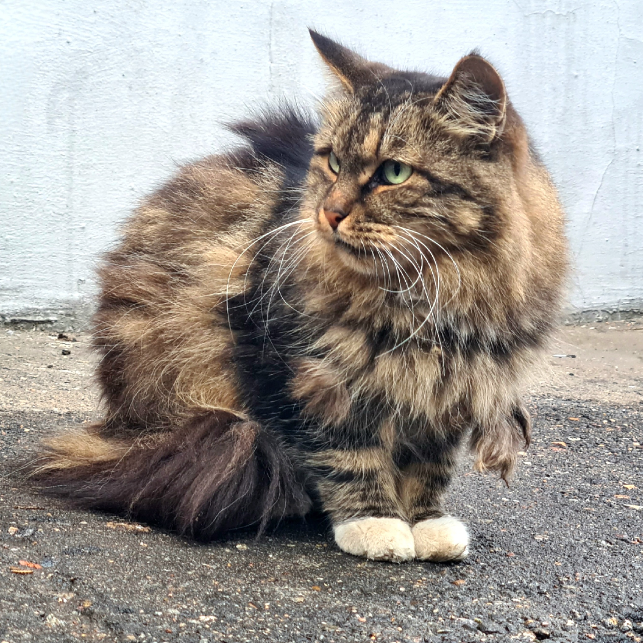 Three from the casket - My, Mobile photography, Moscow, cat, Longpost, Homeless animals