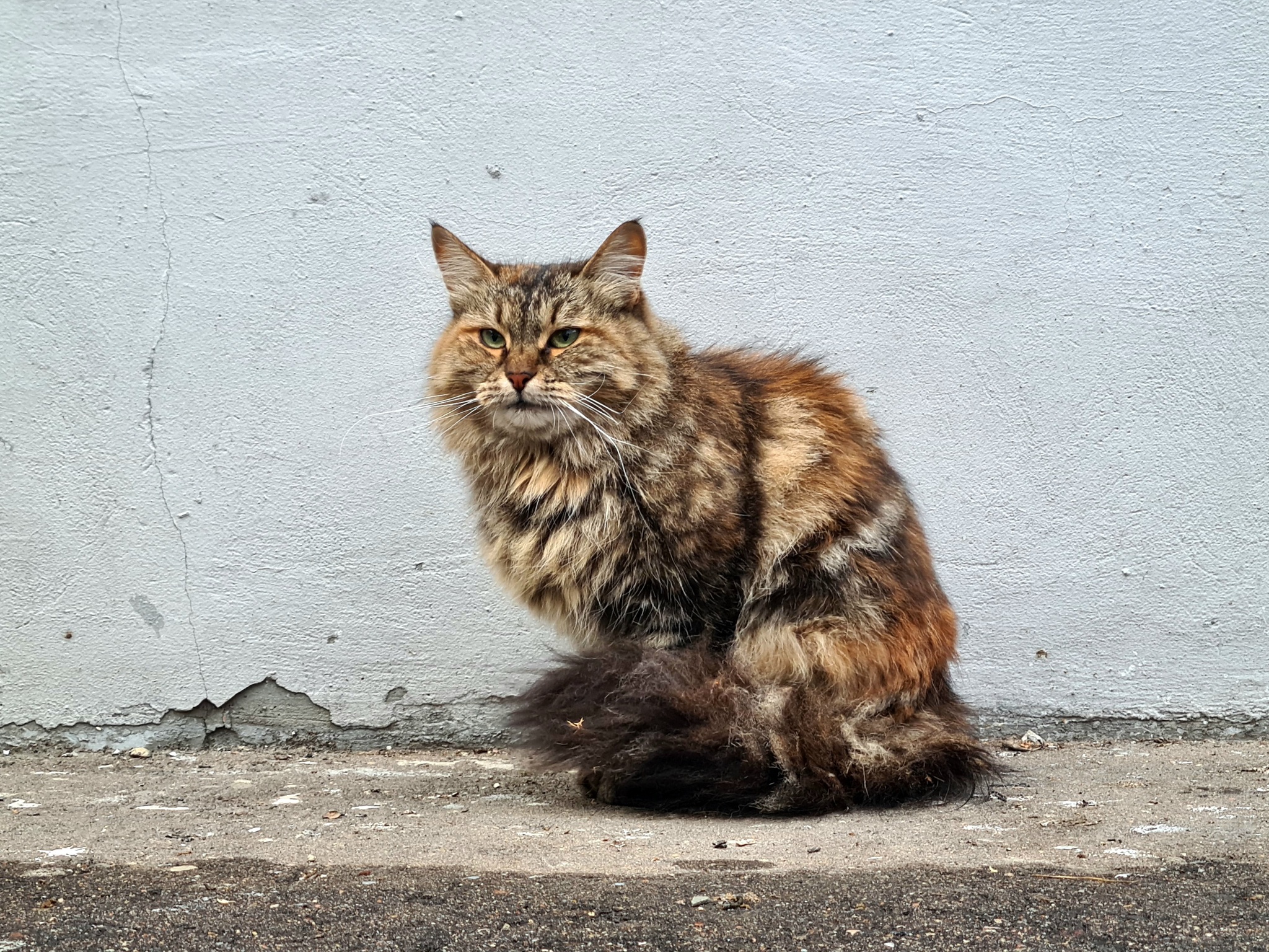 Three from the casket - My, Mobile photography, Moscow, cat, Longpost, Homeless animals