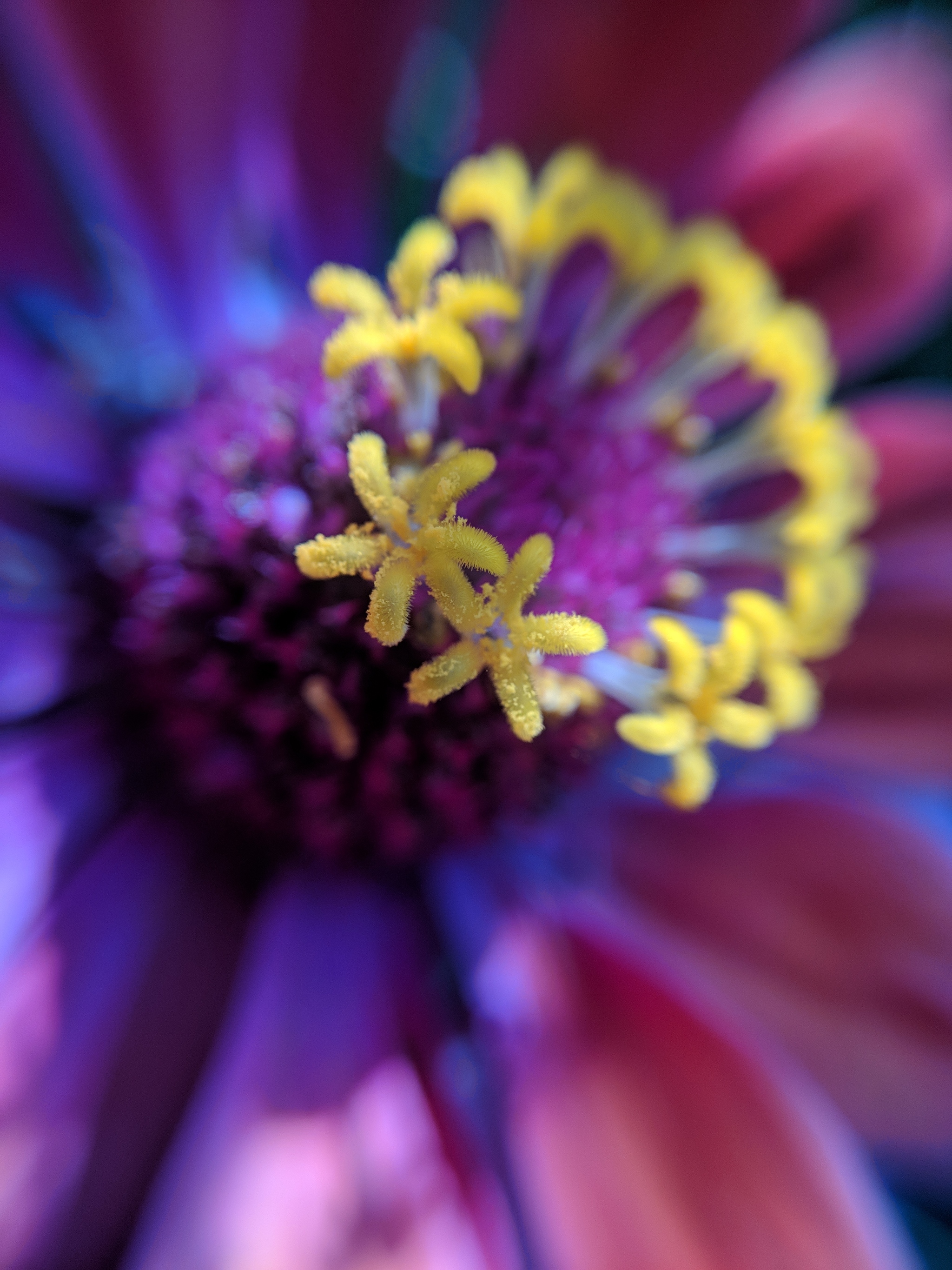 Stamens, pistils - My, Mobile photography, Macro photography, Flowers, Longpost