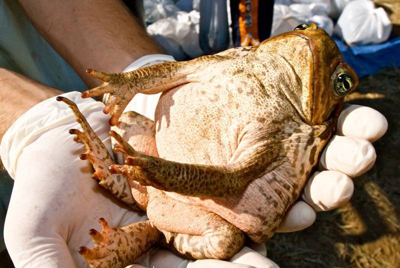 DON'T LICK THE TOAD AGU - My, The science, Animals, Biology, Wild animals, Informative, Toad, Memes, Hypnotoad, Amphibians, Wednesday, Interesting, Humor, Research, Longpost, Around the world, Toad Agha, Poisonous animals