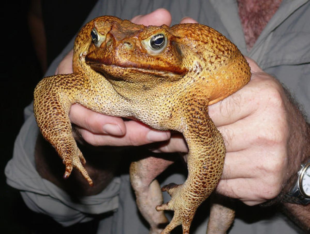 DON'T LICK THE TOAD AGU - My, The science, Animals, Biology, Wild animals, Informative, Toad, Memes, Hypnotoad, Amphibians, Wednesday, Interesting, Humor, Research, Longpost, Around the world, Toad Agha, Poisonous animals