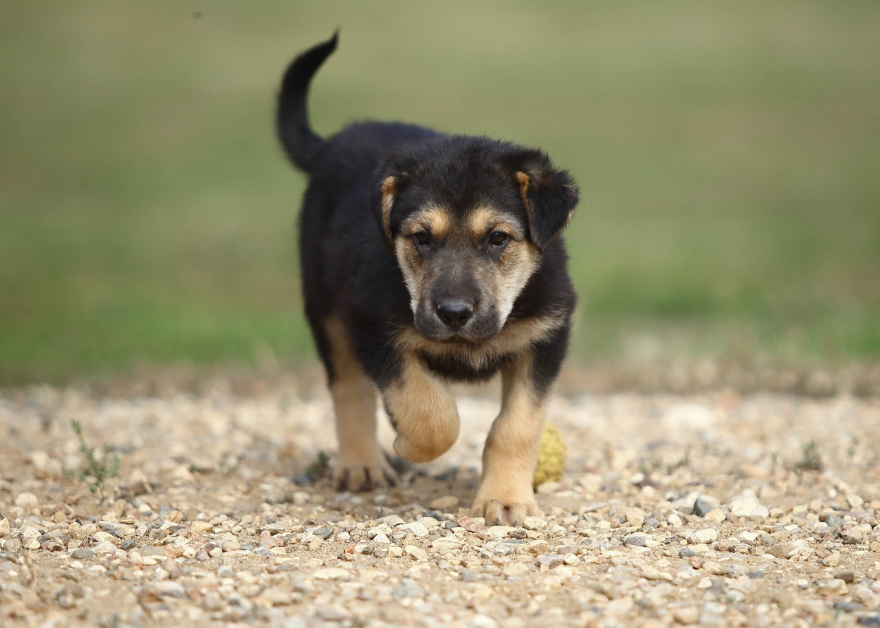 Valley. Judging by the look, plans - the sea - My, Dog, Puppies, The rescue, Animal Rescue, Shelter, In good hands, Is free, Help, Moscow, Moscow region, Milota, Longpost, The strength of the Peekaboo, Animal shelter