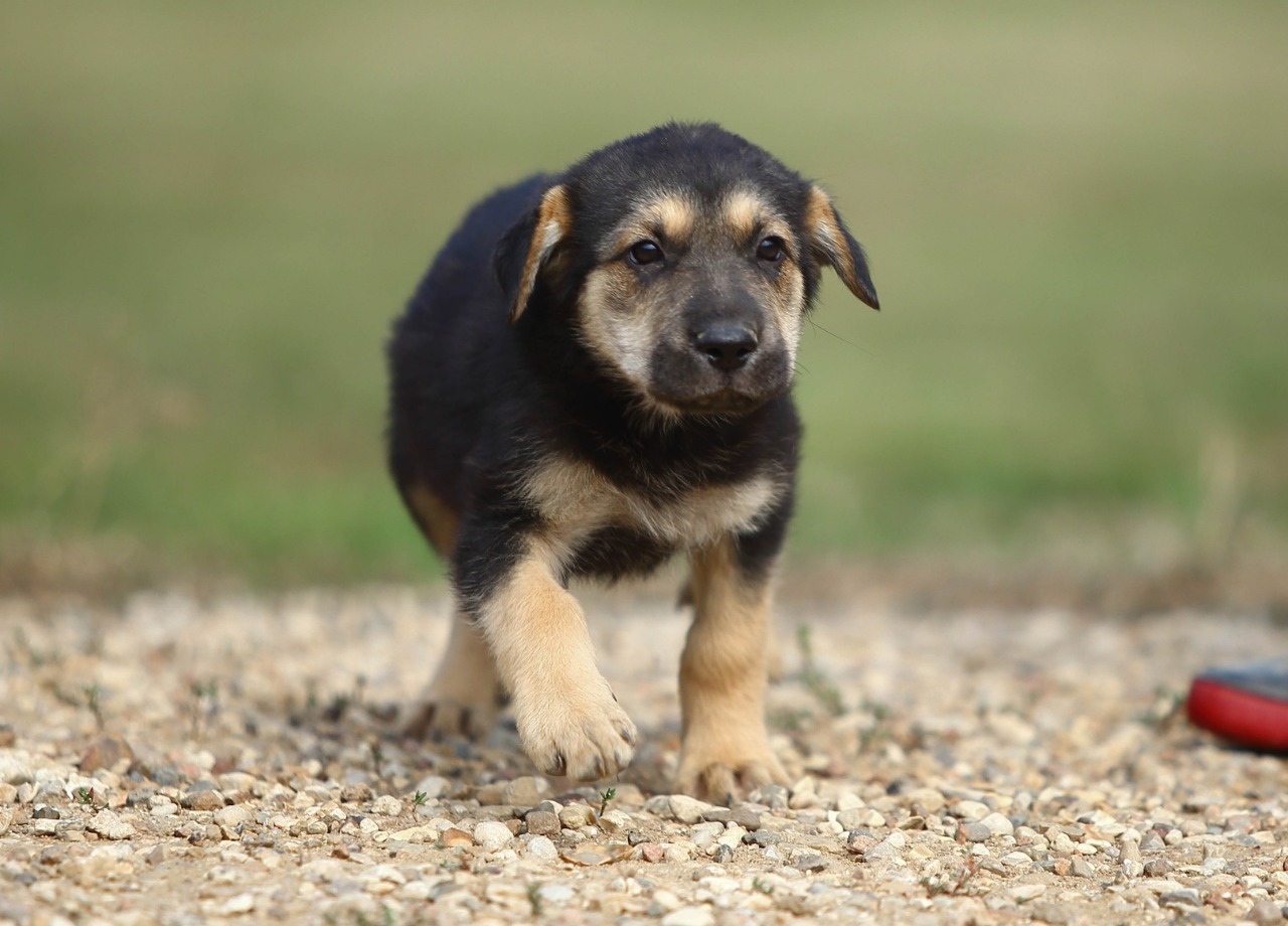 Valley. Judging by the look, plans - the sea - My, Dog, Puppies, The rescue, Animal Rescue, Shelter, In good hands, Is free, Help, Moscow, Moscow region, Milota, Longpost, The strength of the Peekaboo, Animal shelter