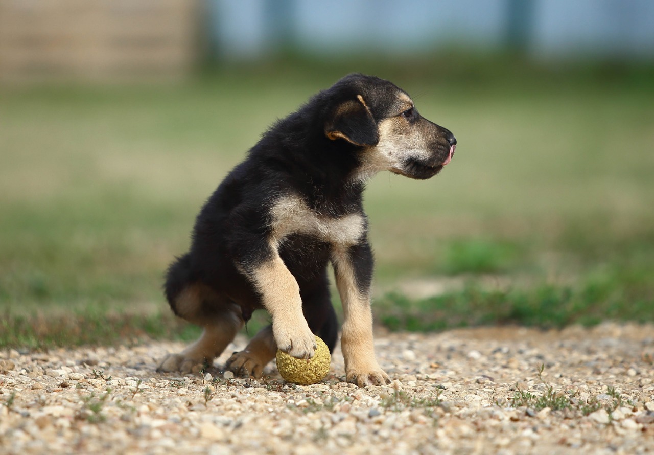 Valley. Judging by the look, plans - the sea - My, Dog, Puppies, The rescue, Animal Rescue, Shelter, In good hands, Is free, Help, Moscow, Moscow region, Milota, Longpost, The strength of the Peekaboo, Animal shelter