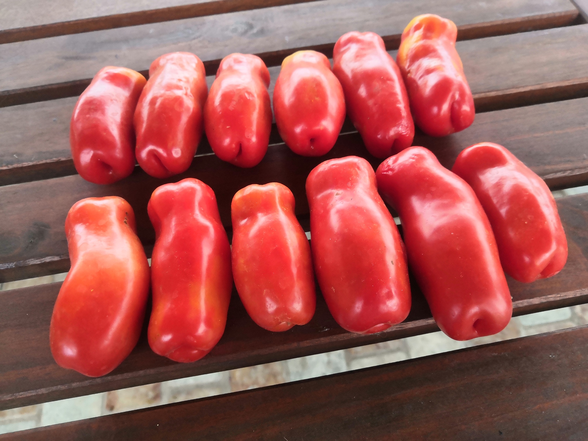 On the tomato wave - My, Garden, Harvest, Tomatoes, Longpost