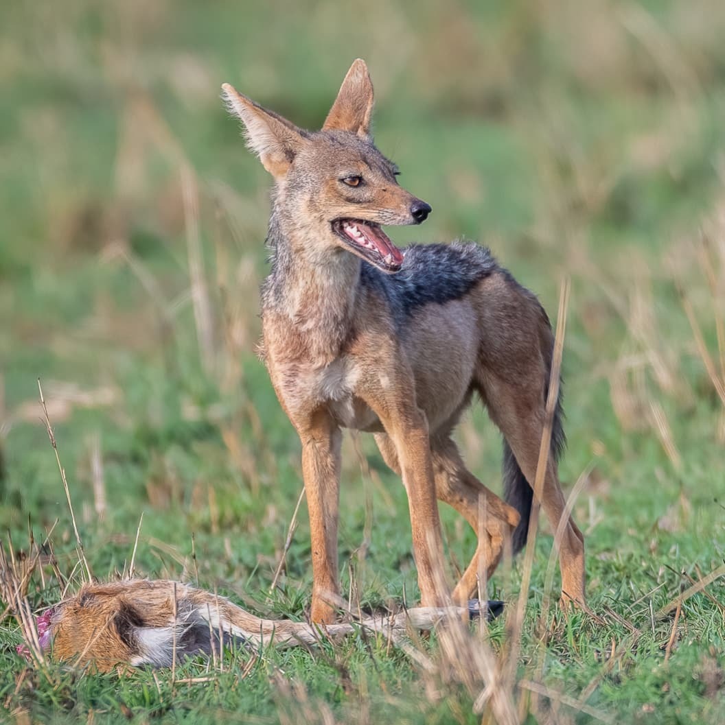 Heavy burden, you need to rest - Jackal, Canines, Predatory animals, Mammals, Wild animals, wildlife, Nature, Reserves and sanctuaries, Masai Mara, Africa, The photo, Mining, Carcass