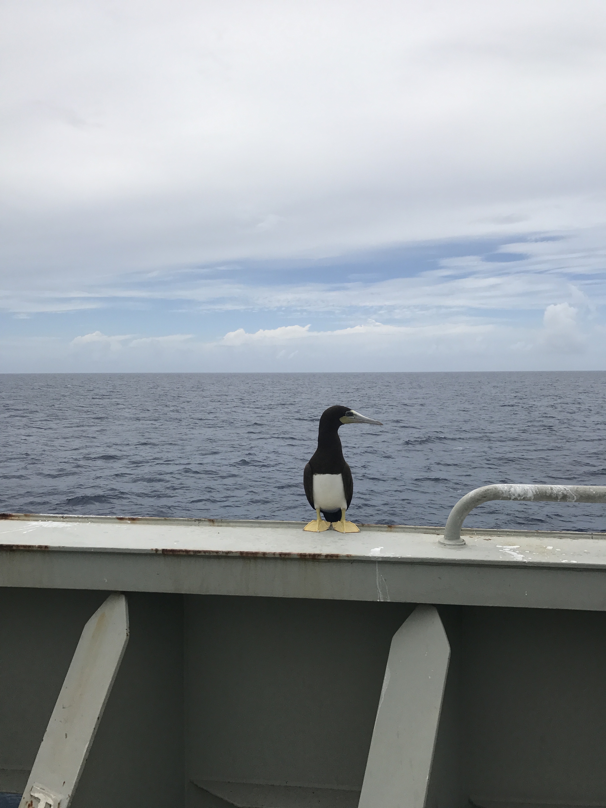 Stowaway - My, Pelican, Steamer, Sea, The photo, Booby