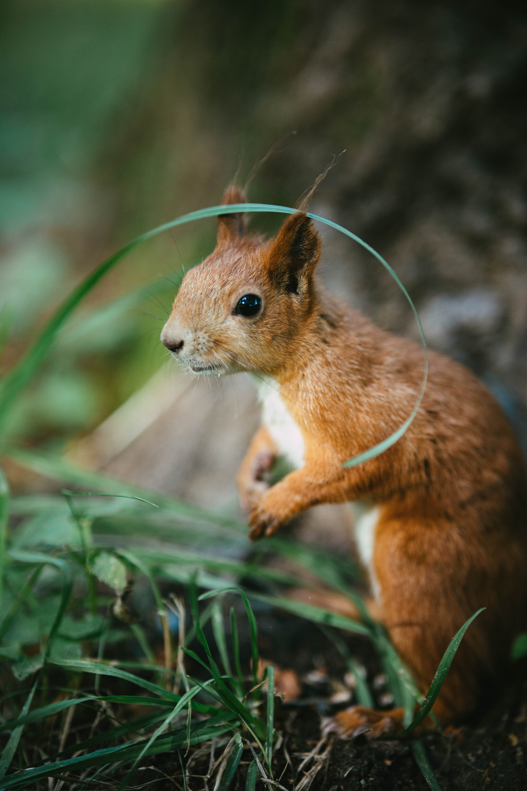 Proteins - My, The photo, Squirrel, Longpost