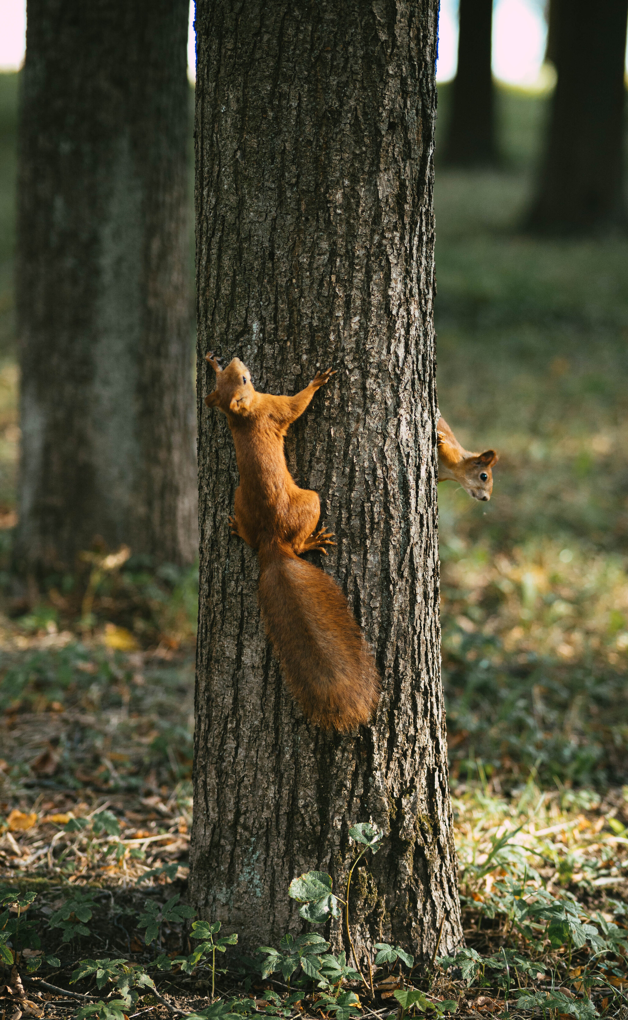 Proteins - My, The photo, Squirrel, Longpost