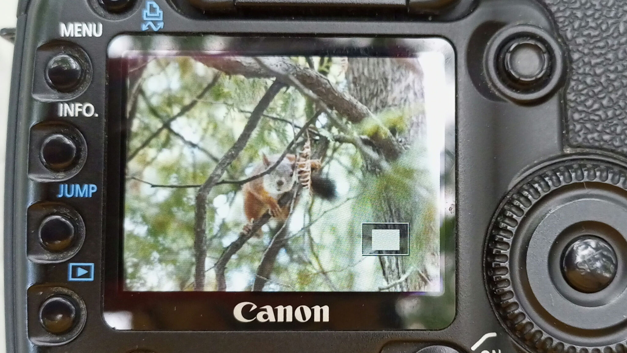 When you didn't ask permission to take a picture - My, Squirrel, Nature, The photo