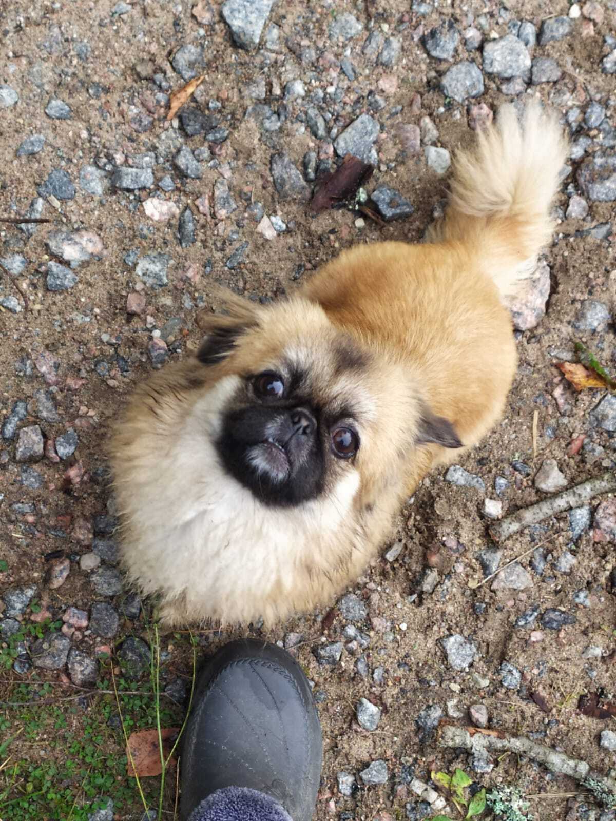 The Pekingese is one of the dumbest dog breeds, they said. - My, Pekingese, cat, Helping animals, Kindness, Longpost, Dog, Cats and dogs together, Pets