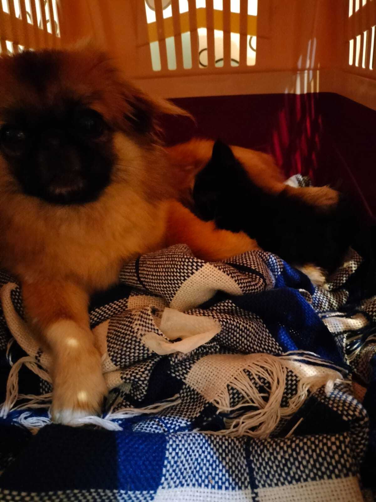 The Pekingese is one of the dumbest dog breeds, they said. - My, Pekingese, cat, Helping animals, Kindness, Longpost, Dog, Cats and dogs together, Pets