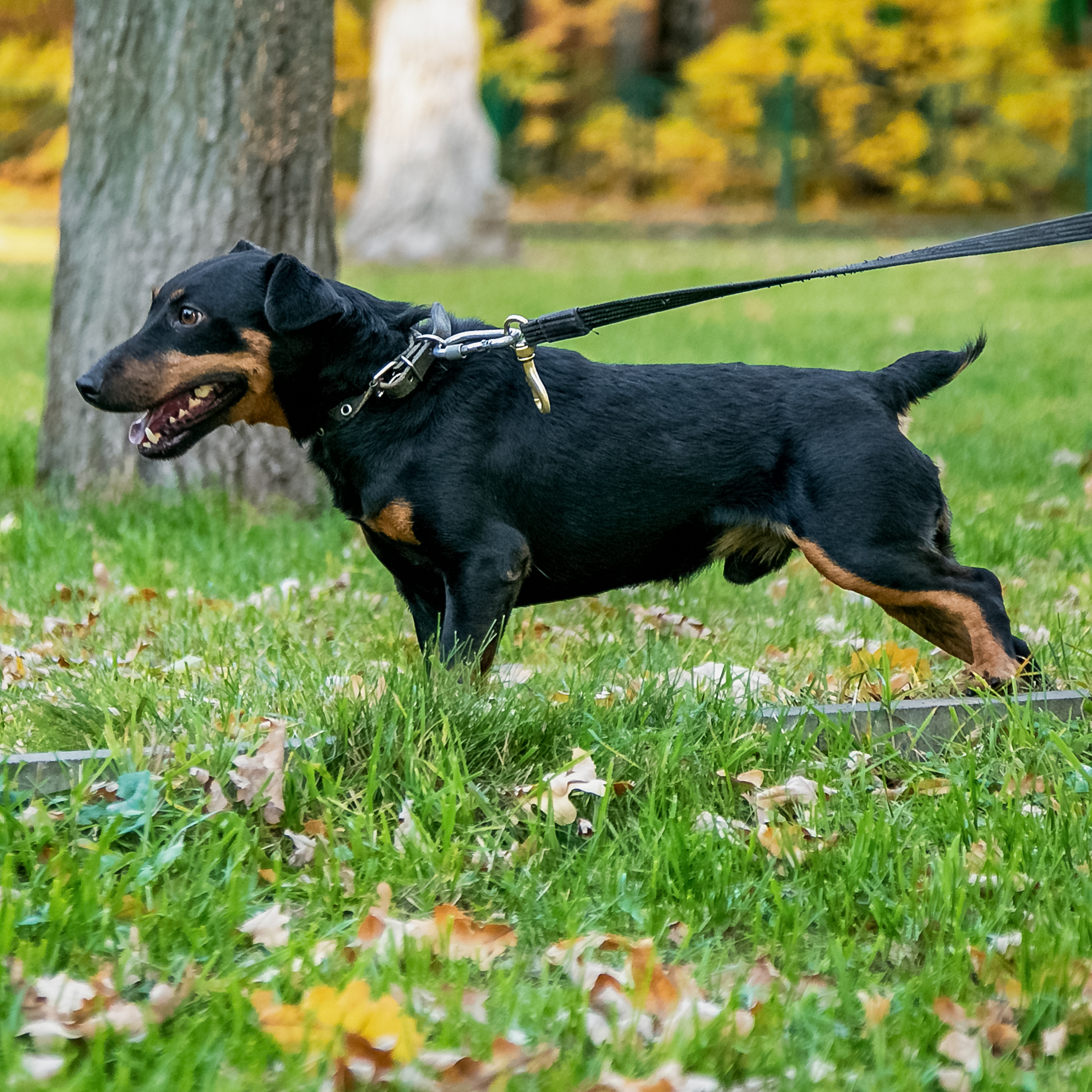 Cupcake - battery powered guy - My, Dog, In good hands, Is free, Shelter, The rescue, Help, Animal shelter, Moscow, Moscow region, Dog days, No rating, Longpost