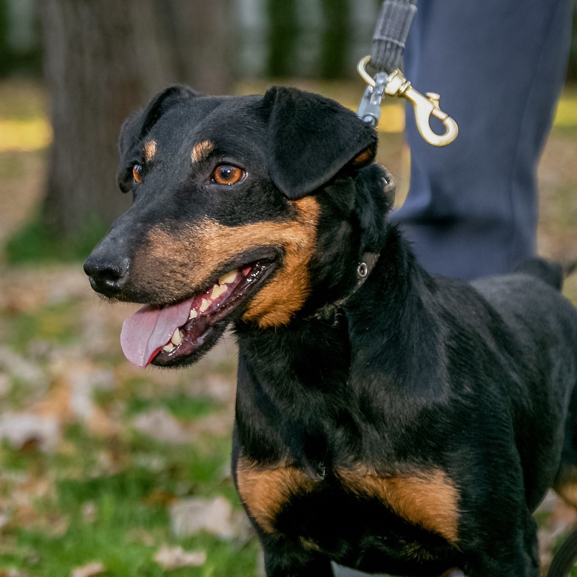 Cupcake - battery powered guy - My, Dog, In good hands, Is free, Shelter, The rescue, Help, Animal shelter, Moscow, Moscow region, Dog days, No rating, Longpost