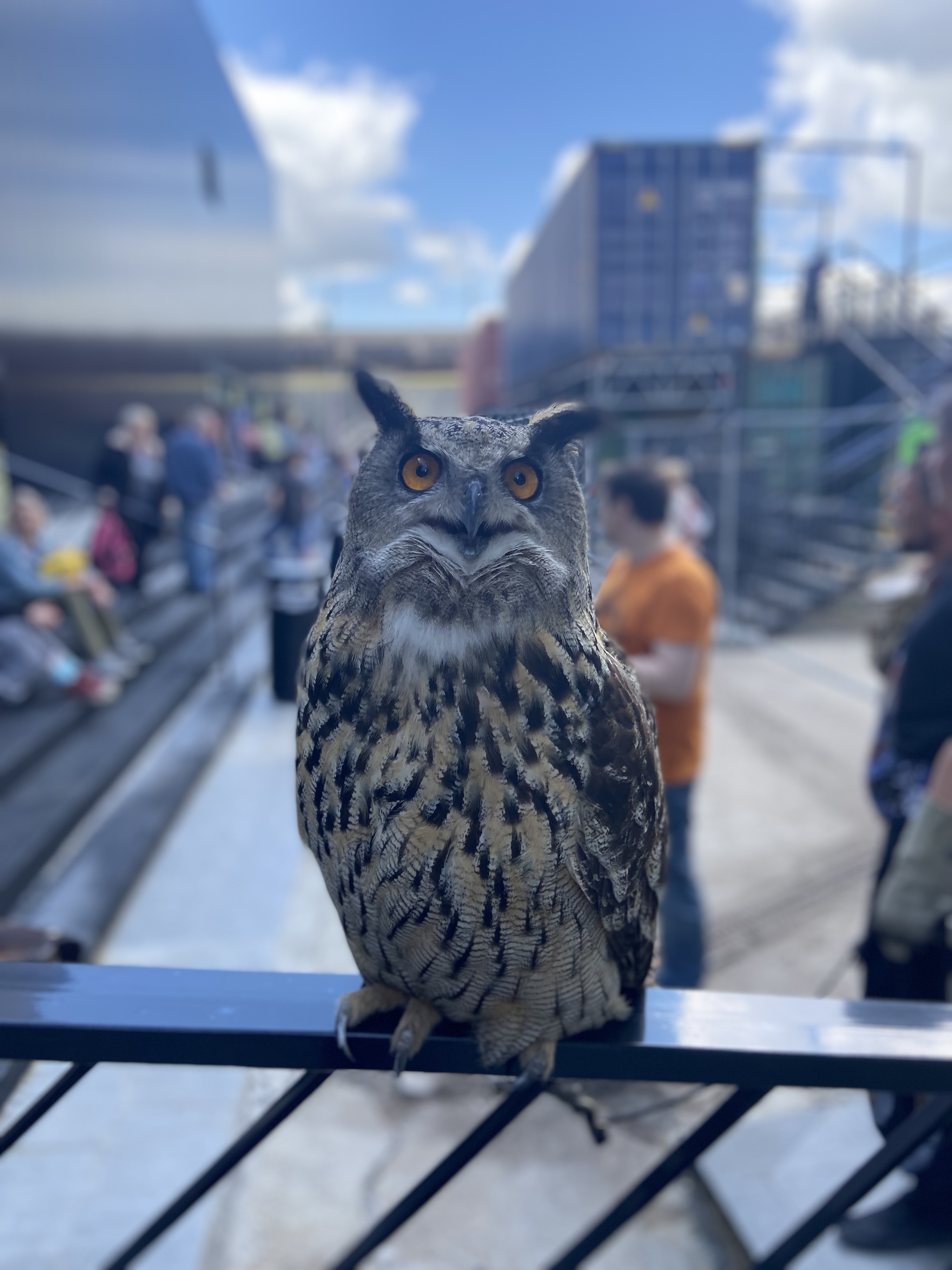 Reptilium summer 2022 - My, Reptiles, Yoll, Fublin, Owl, Lizard, Exhibition, Report, Longpost, Milota, Animals, Aquarium, Terrariumistics, Frogs, Snake, Decoration, Natural stones, Fast, The photo, Video, Hot, Vertical video