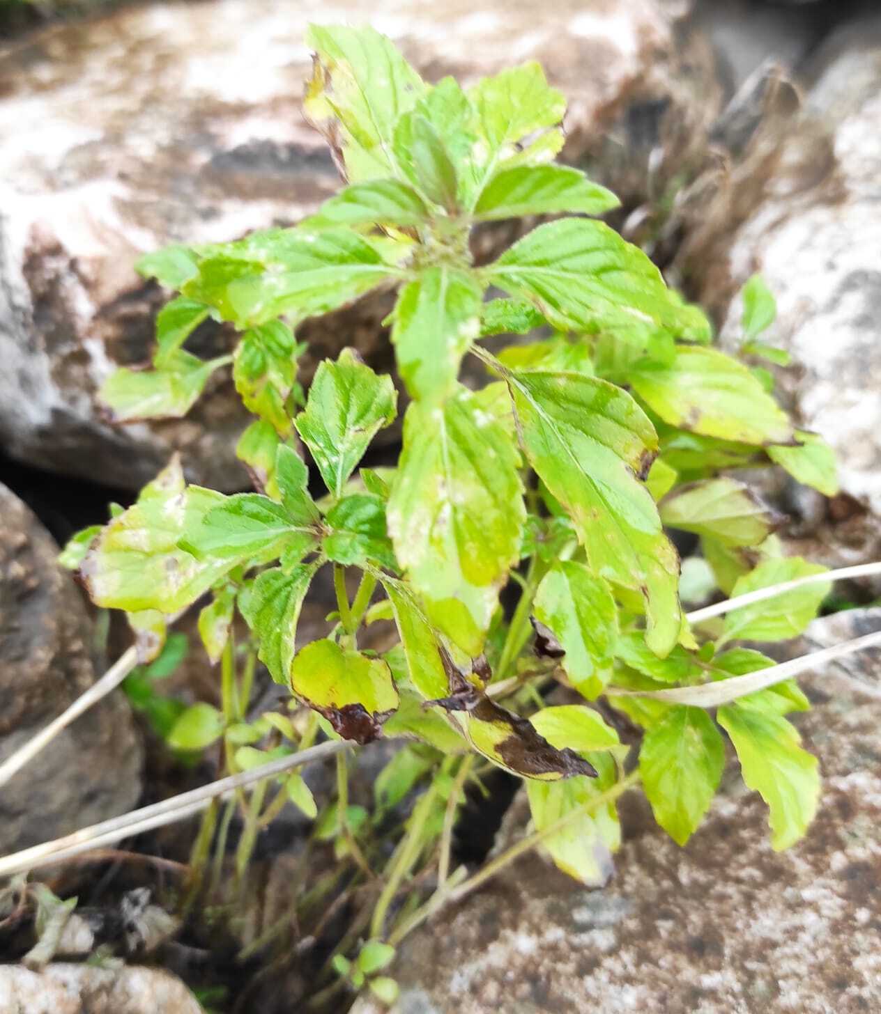 Help identifying a plant? - My, Olekminsk, Yakutia, Plants, Grass