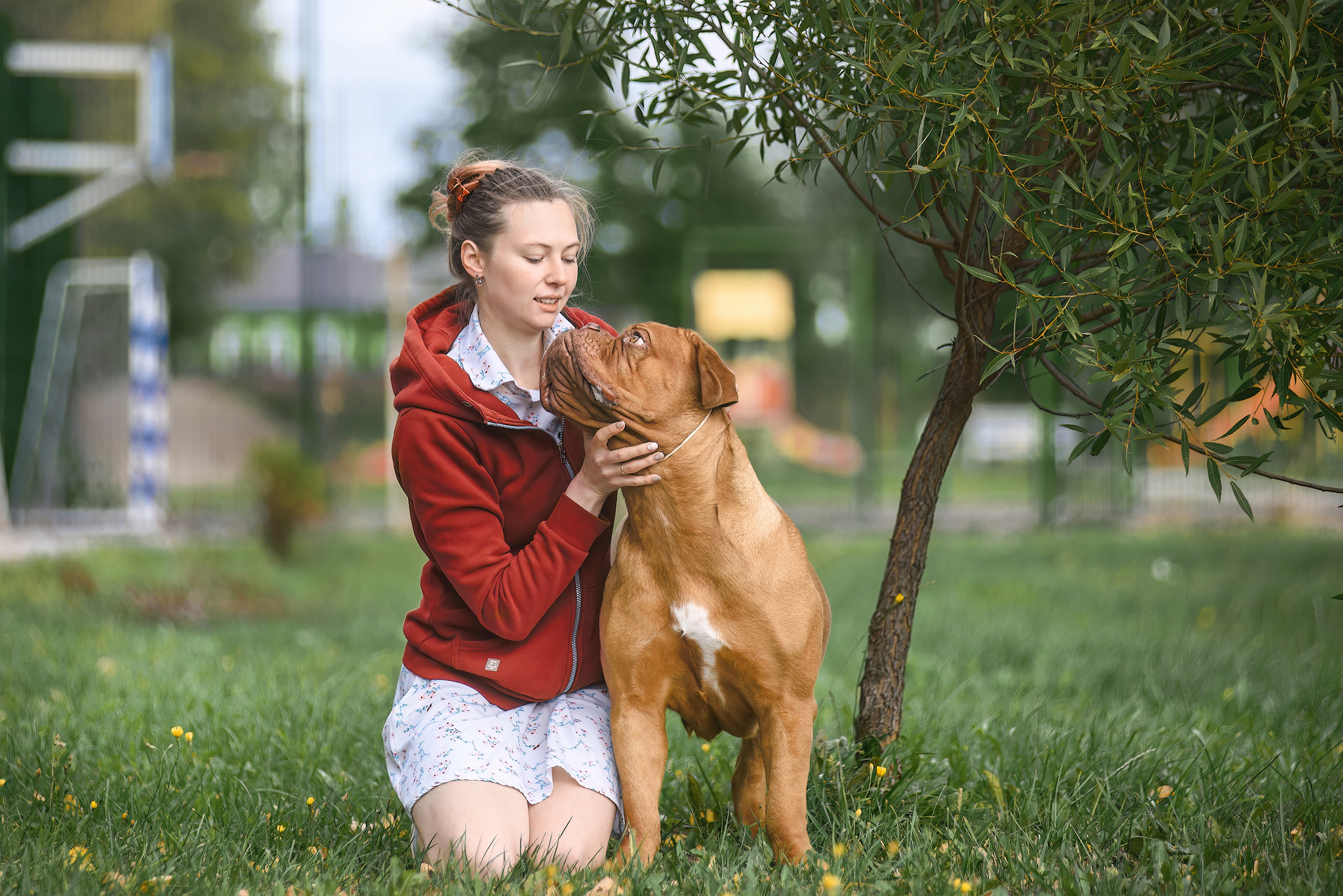 Torah - My, The photo, Dog, Summer, Pets, Great Dane of Bordeaux, Longpost