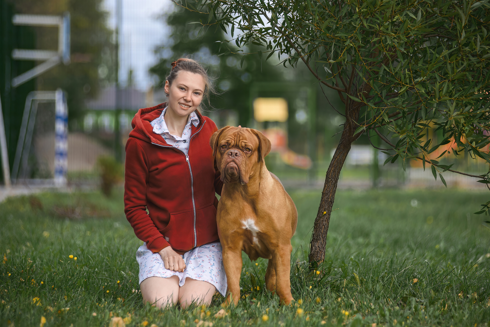 Torah - My, The photo, Dog, Summer, Pets, Great Dane of Bordeaux, Longpost