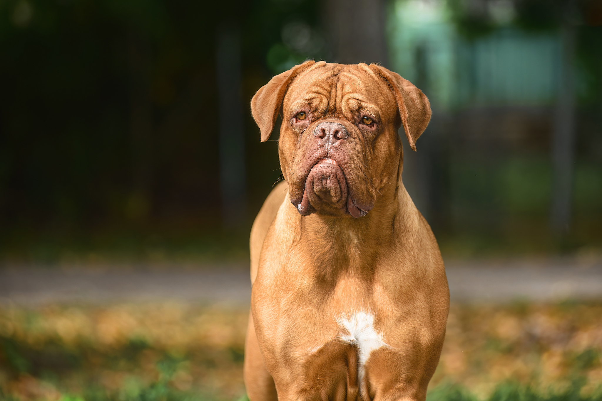 Torah - My, The photo, Dog, Summer, Pets, Great Dane of Bordeaux, Longpost