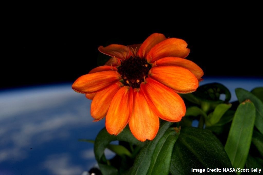 This is the first flower ever grown entirely in space - Space, Astronomy, Planet, Milky Way, Universe, Astrophoto, NASA, ISS, Astronaut, Zinnia