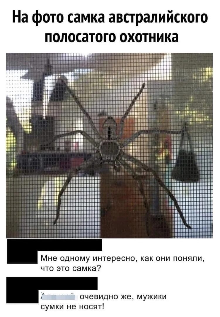 Самка и сумка | Пикабу