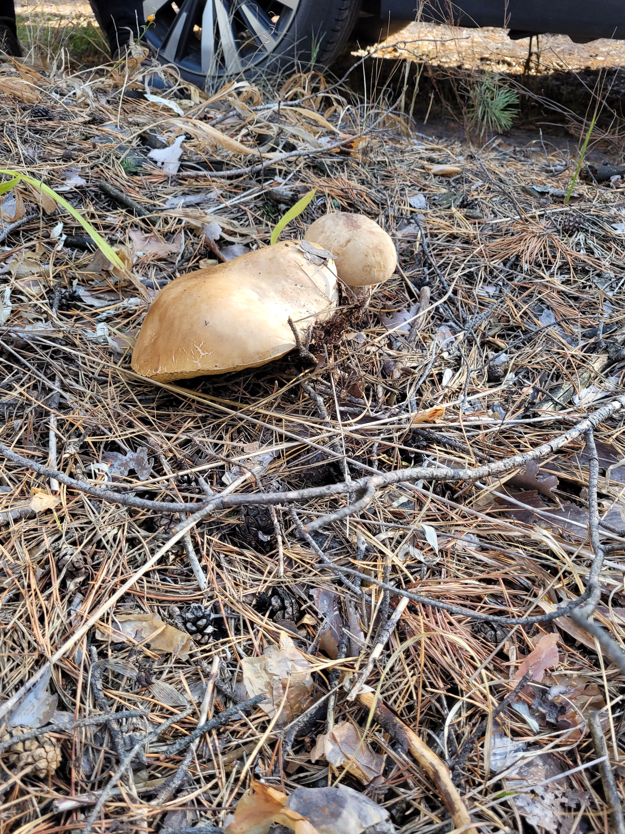 The whites went. Cheerfully, but not yet generous - My, Mushrooms, Autumn, Fog, Tambov Region, Longpost