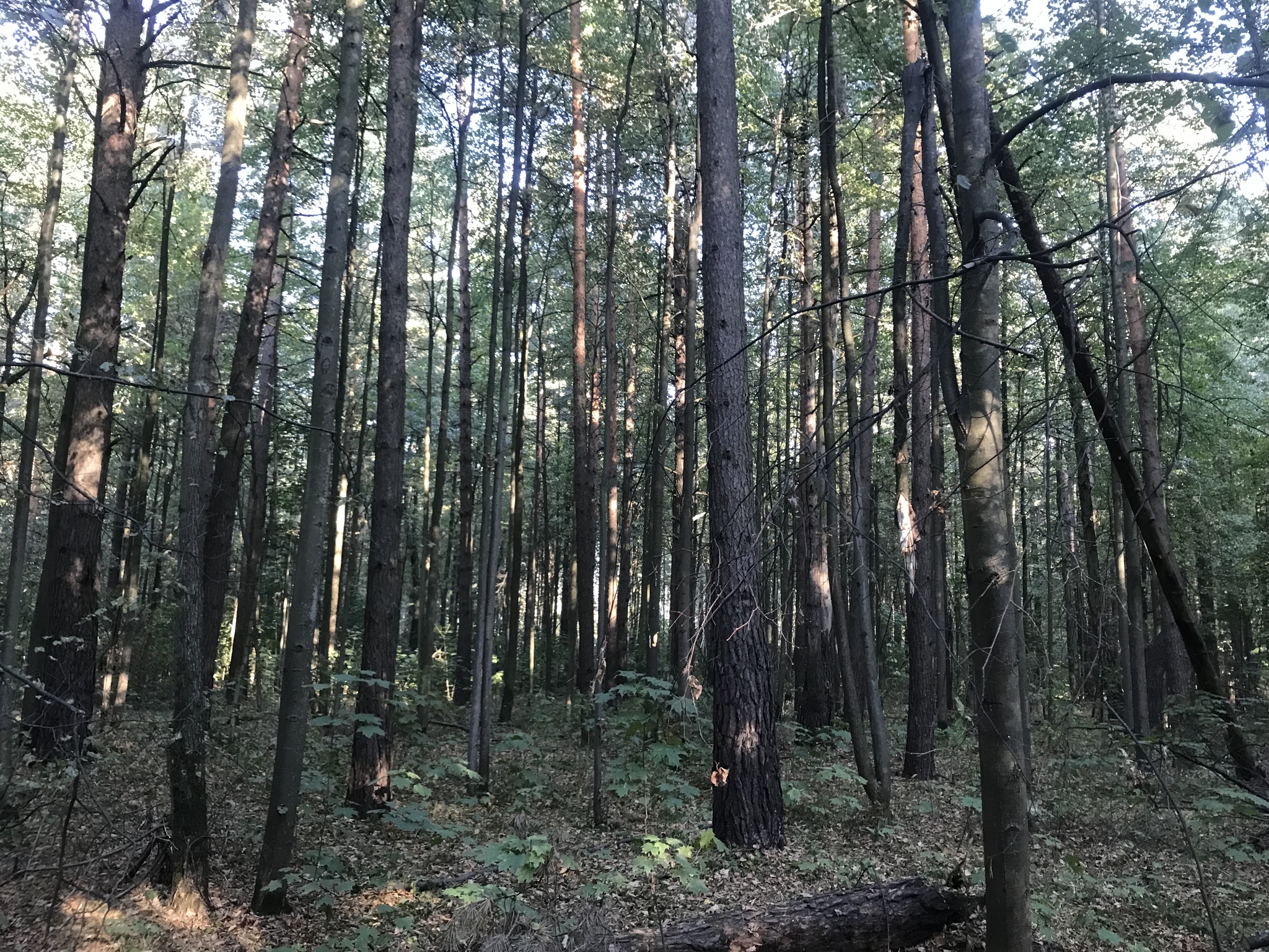 Autumn Russian forest - My, Forest, beauty of nature, Longpost