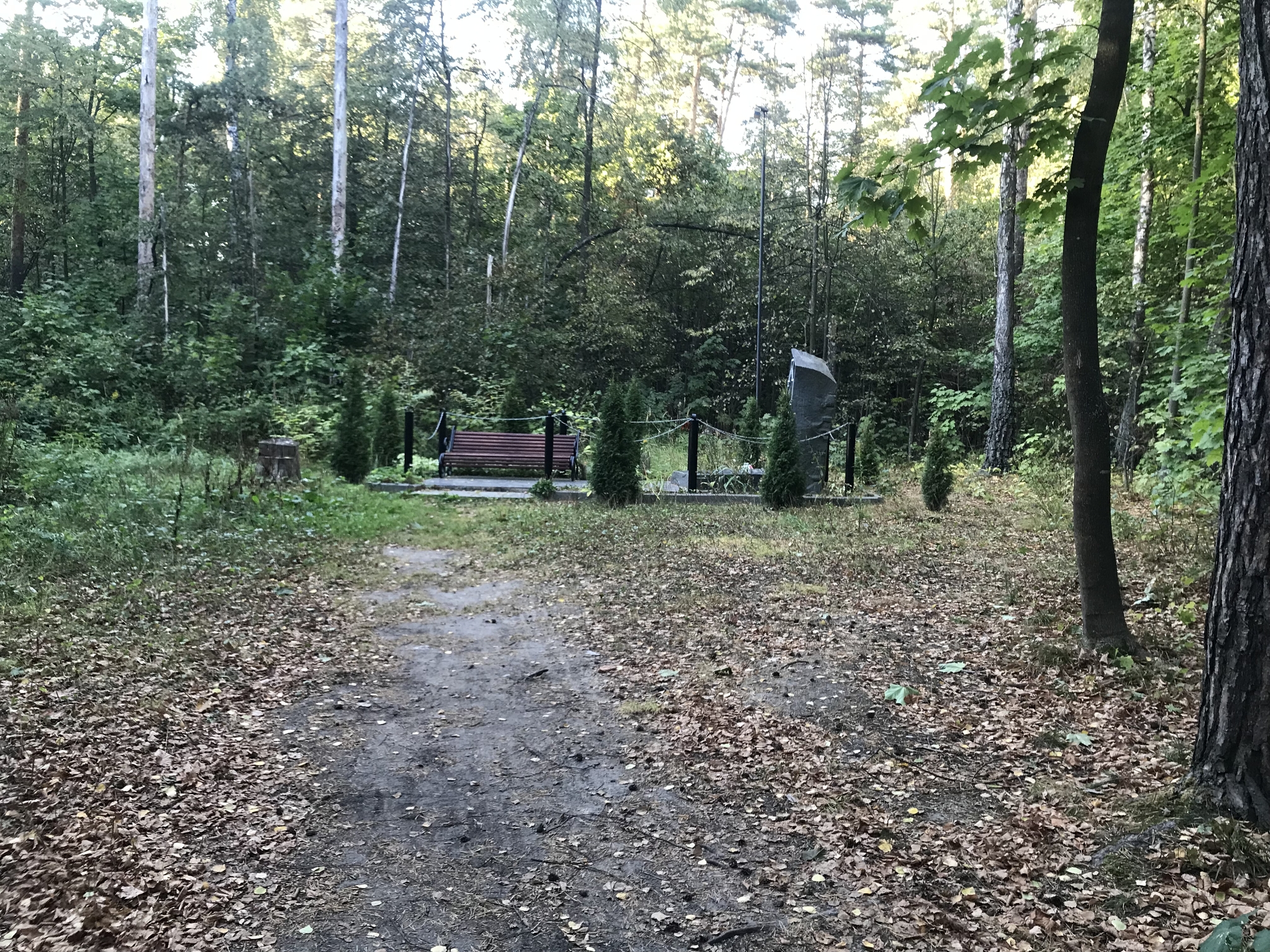 Autumn Russian forest - My, Forest, beauty of nature, Longpost