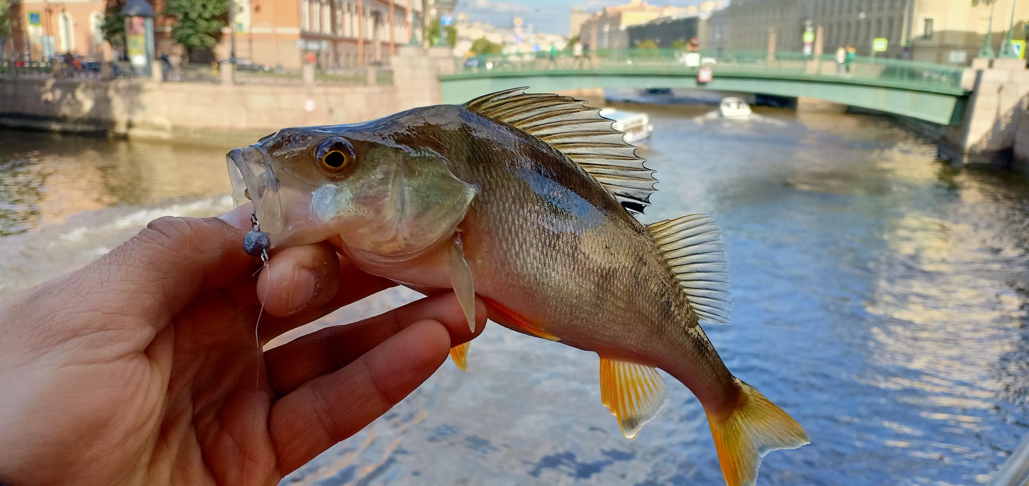 Another walk along the rivers - My, Street phishing, Spinning, Fishing, Perch, Longpost