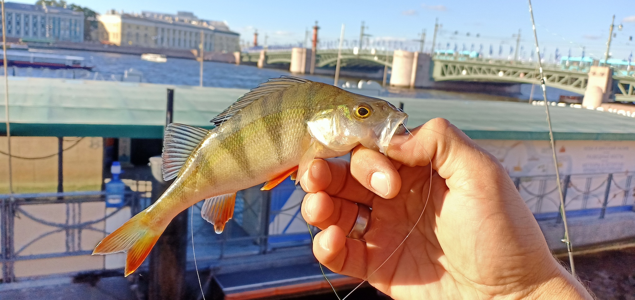 Another walk along the rivers - My, Street phishing, Spinning, Fishing, Perch, Longpost