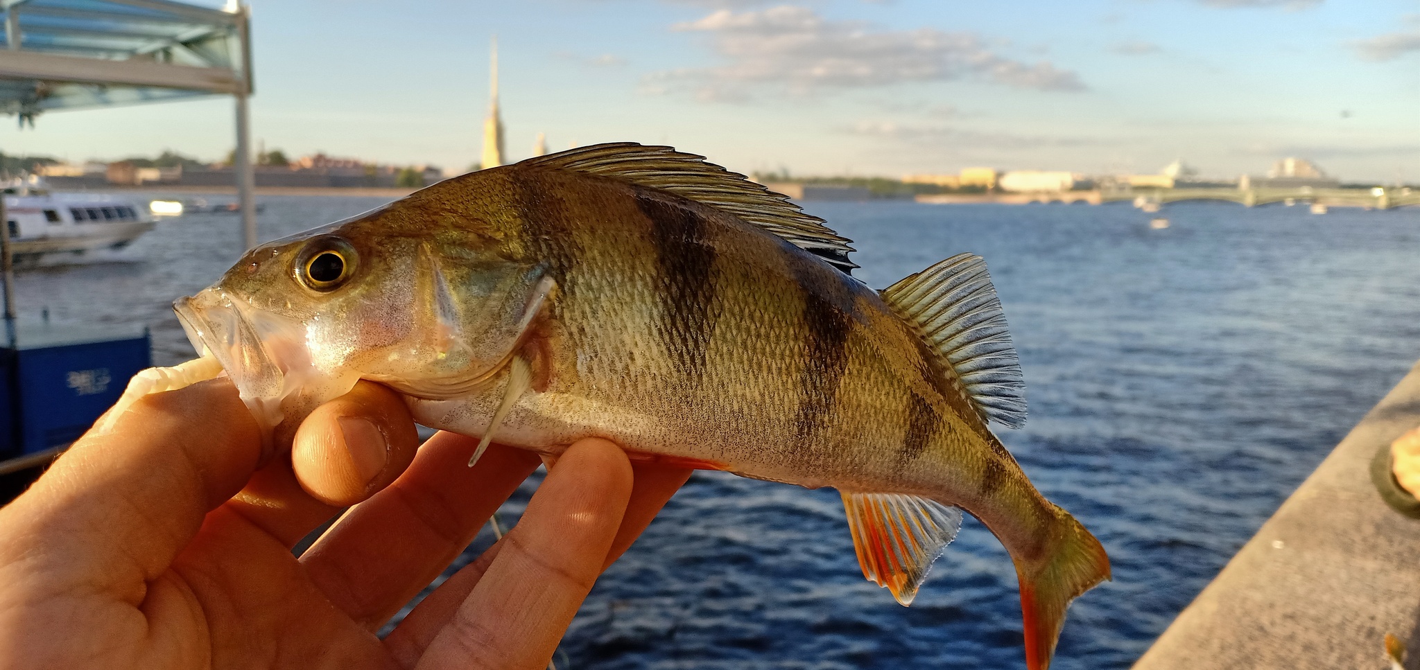 Another walk along the rivers - My, Street phishing, Spinning, Fishing, Perch, Longpost