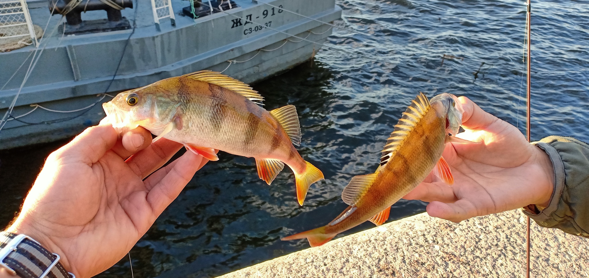 Another walk along the rivers - My, Street phishing, Spinning, Fishing, Perch, Longpost