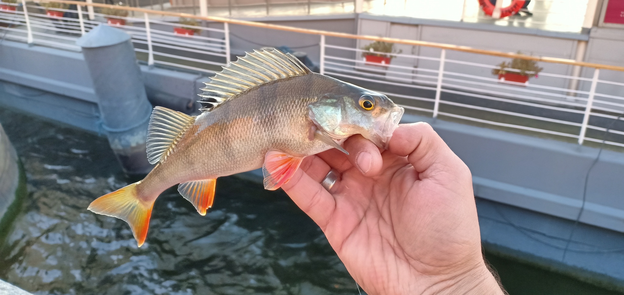 Another walk along the rivers - My, Street phishing, Spinning, Fishing, Perch, Longpost