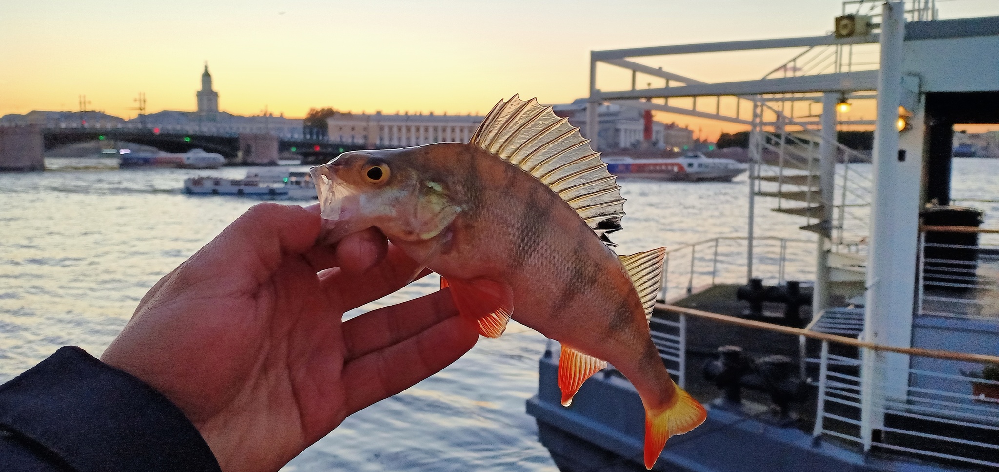 Another walk along the rivers - My, Street phishing, Spinning, Fishing, Perch, Longpost