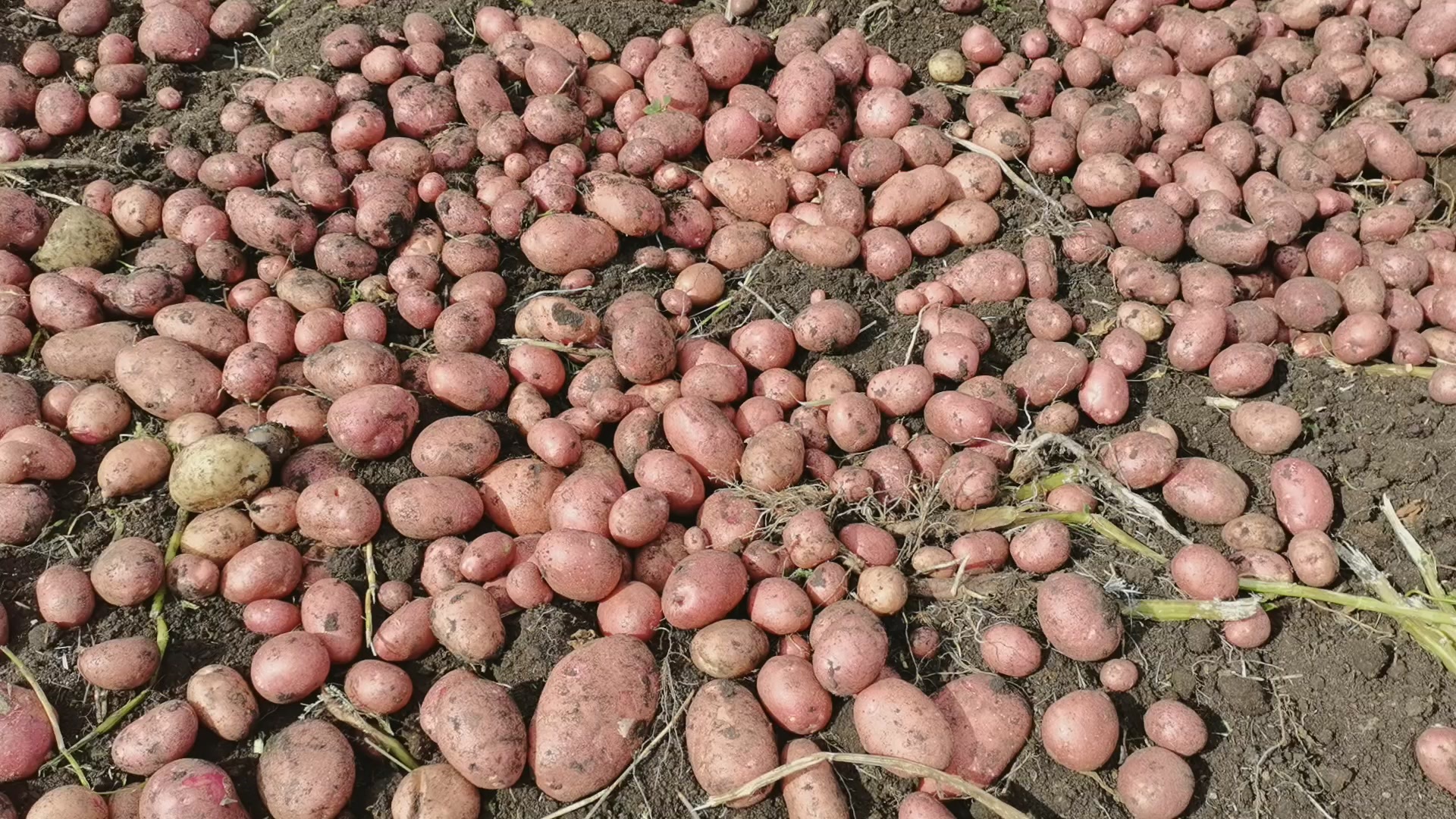 Digging potatoes Together and FAST with a walk-behind tractor! - My, Garden, Harvest, Potato, Garden, Plants, Video, Longpost, Youtube