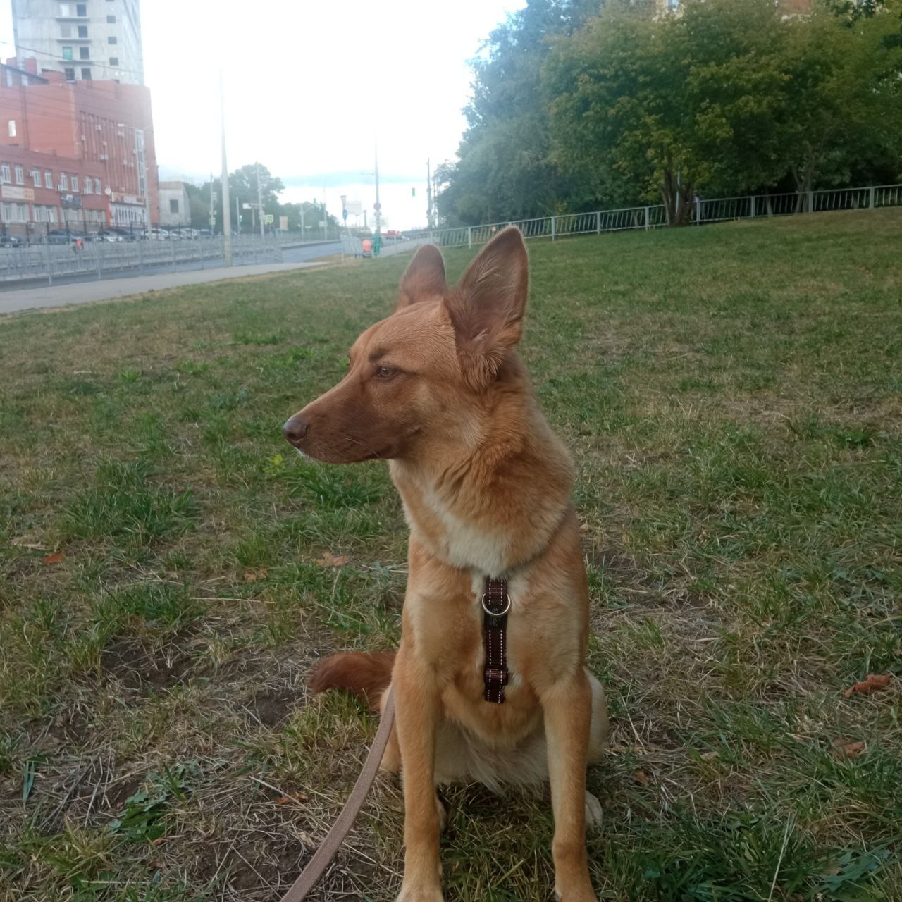 Daisy is looking for a home - In good hands, Helping animals, Homeless animals, Dog, Volunteering, Animal shelter, Dog days, Puppies, Samara Region, Samara, Repeat, No rating, Animals, Longpost, Animal Rescue