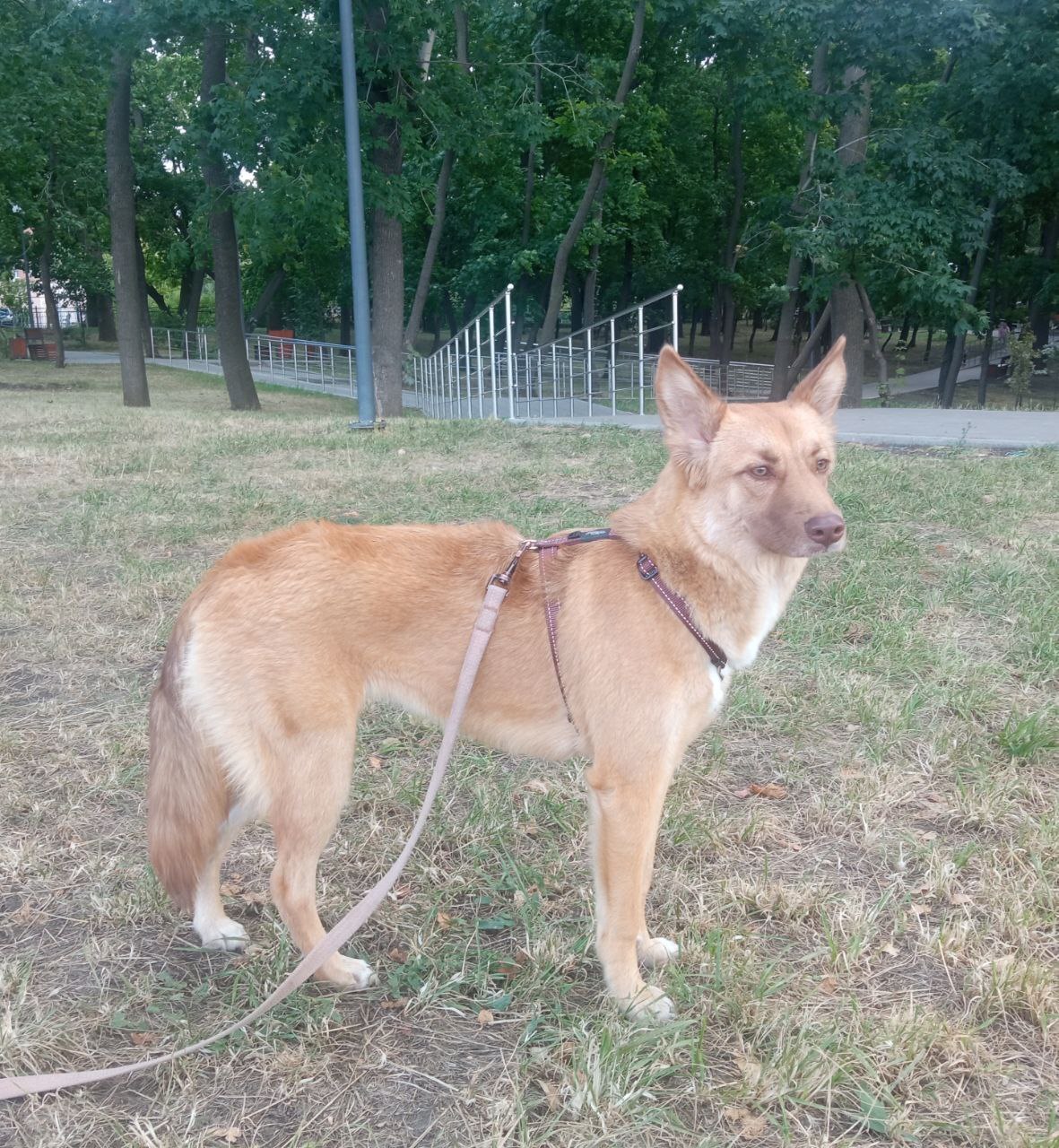 Daisy is looking for a home - In good hands, Helping animals, Homeless animals, Dog, Volunteering, Animal shelter, Dog days, Puppies, Samara Region, Samara, Repeat, No rating, Animals, Longpost, Animal Rescue