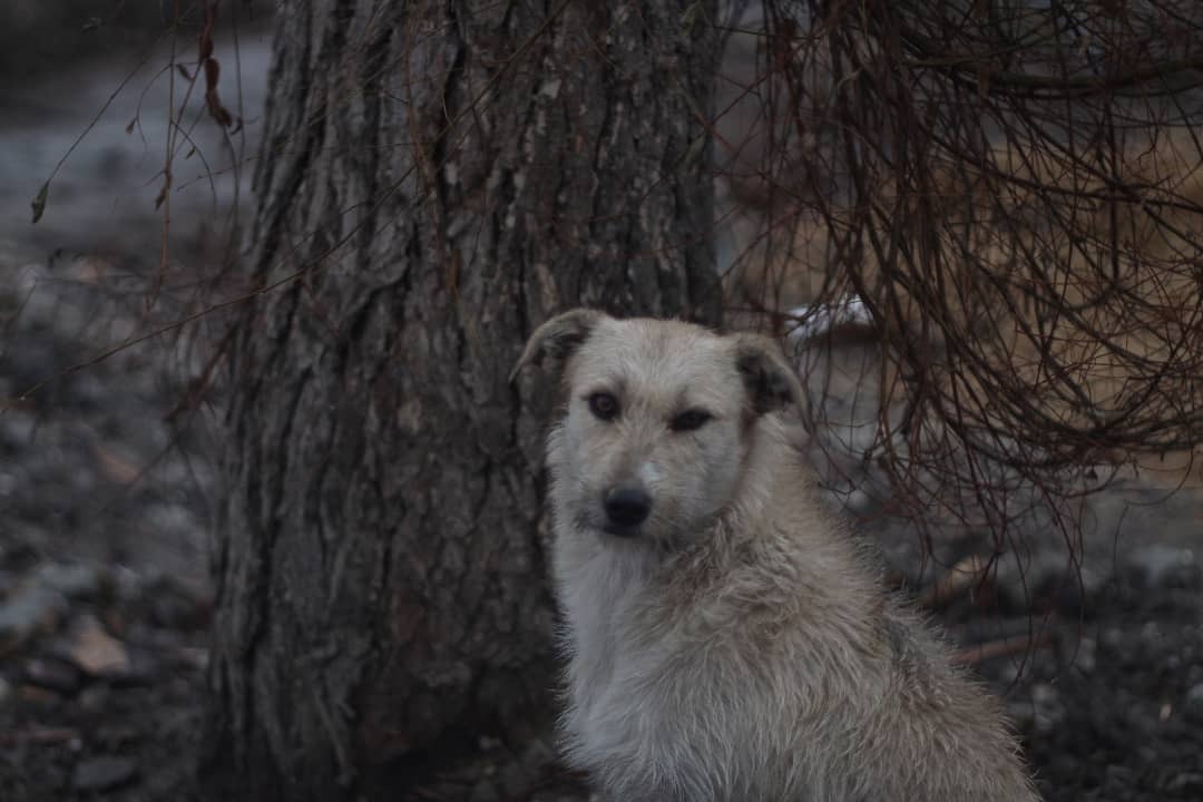 Animals in my lens - My, Saratov, The photo, Animals, Longpost, Dog, cat