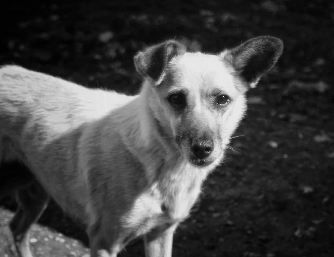 Animals in my lens - My, Saratov, The photo, Animals, Longpost, Dog, cat