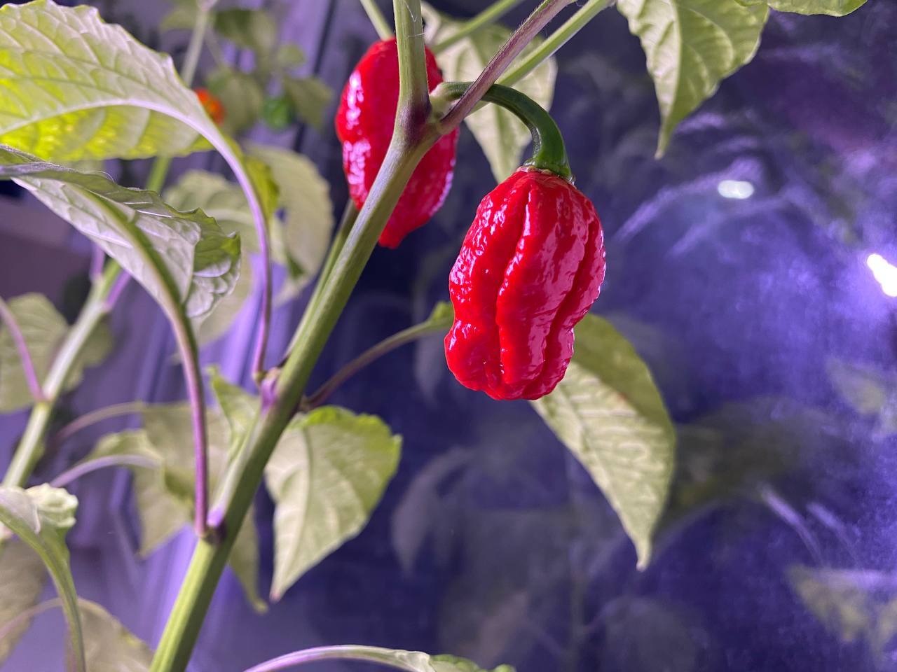 home harvest - My, Houseplants, Vegetable garden on the windowsill, Pepper, Strawberry, Harvest, Longpost, Ginger