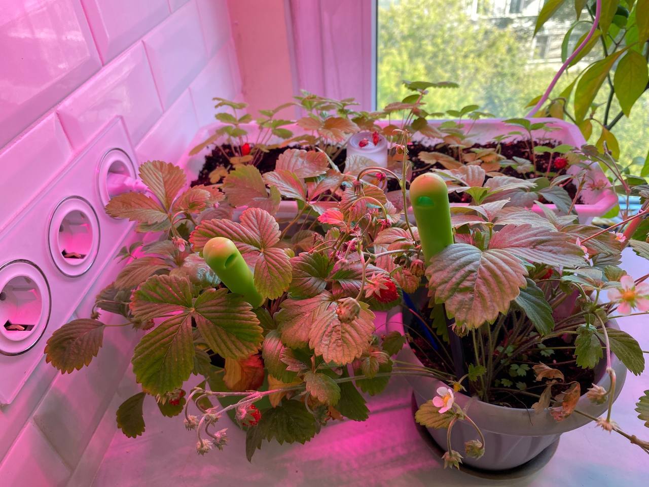 home harvest - My, Houseplants, Vegetable garden on the windowsill, Pepper, Strawberry, Harvest, Longpost, Ginger