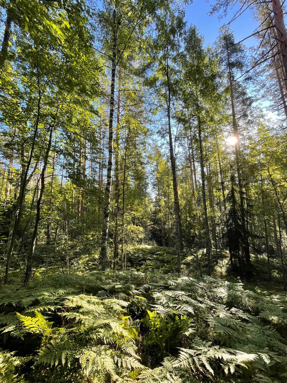 Forest, dear forest! - My, North, Hike, Camping, The nature of Russia, Forest, The photo, Cowberry, Larch, Fern, Autumn, Impressions, Longpost, Mobile photography