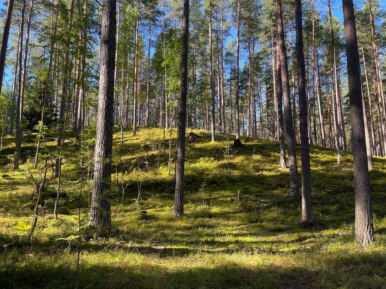 Forest, dear forest! - My, North, Hike, Camping, The nature of Russia, Forest, The photo, Cowberry, Larch, Fern, Autumn, Impressions, Longpost, Mobile photography