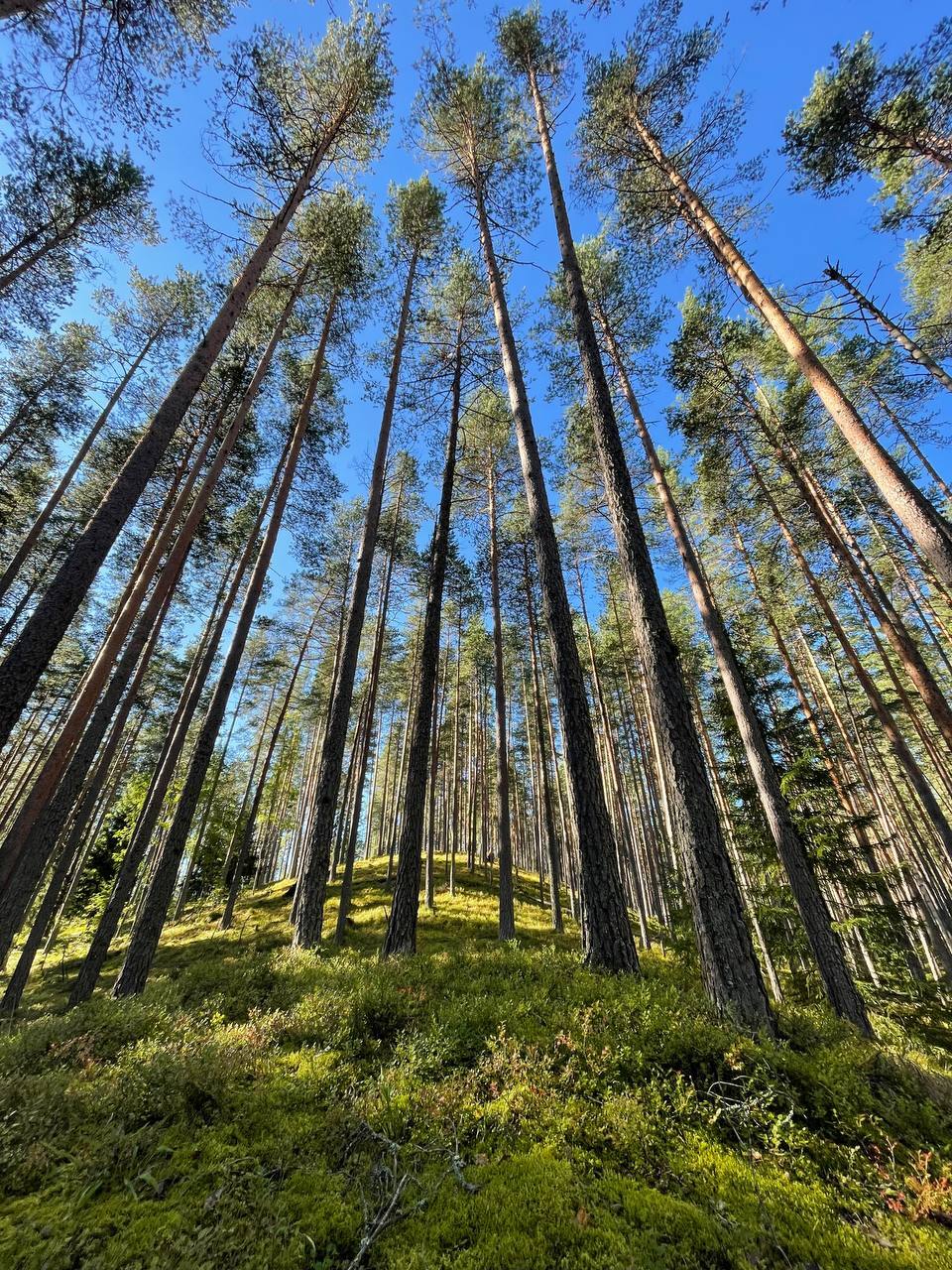 Forest, dear forest! - My, North, Hike, Camping, The nature of Russia, Forest, The photo, Cowberry, Larch, Fern, Autumn, Impressions, Longpost, Mobile photography