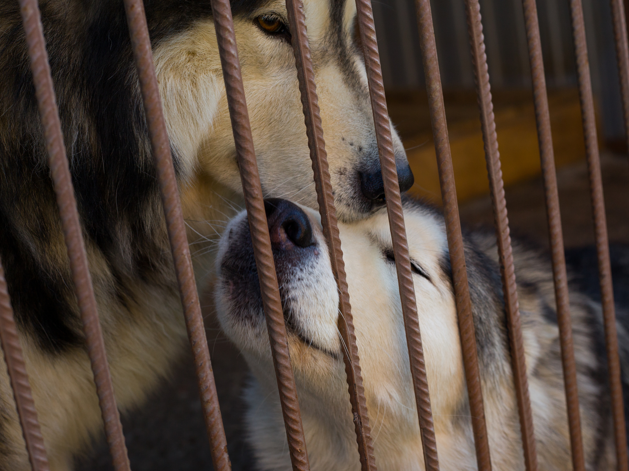 Heat in the tape))) - My, Milota, Pets, Paws, Dog, dog's heart, Dog lovers, Alaskan Malamute, Malamouth, Love, The photo, Canon, Dog days