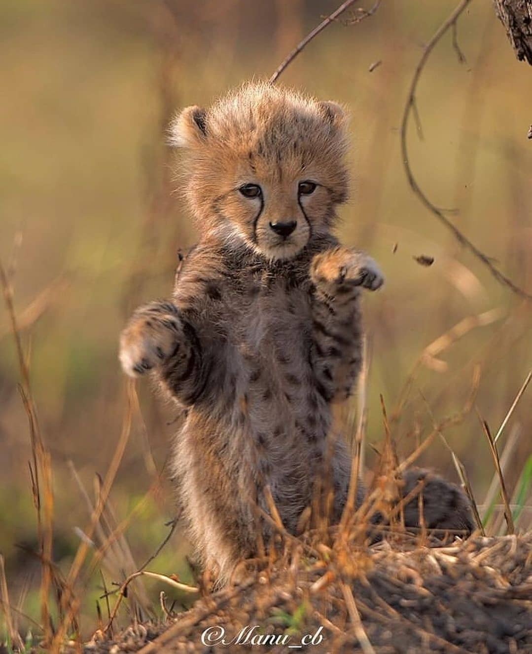 cheetahs - Cheetah, Rare view, Small cats, Cat family, Mammals, Animals, Wild animals, wildlife, Nature, Reserves and sanctuaries, Masai Mara, Africa, The photo, Young, Longpost, Predatory animals