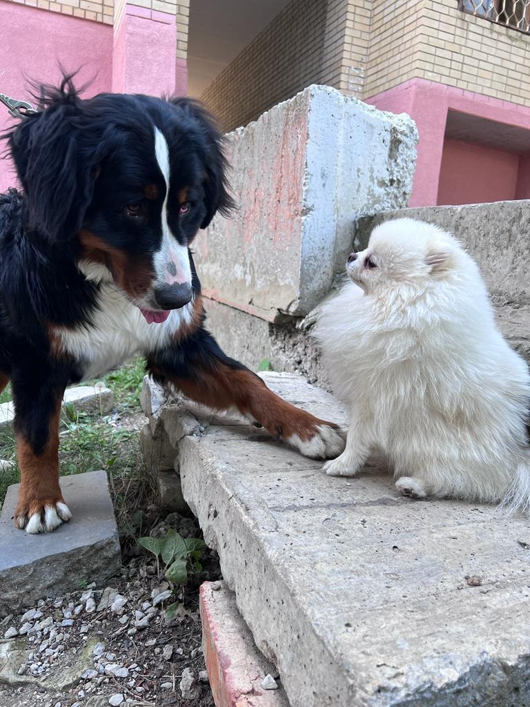 My Bern (Semuel) - My, Dog, Bernese mountain dog, Longpost