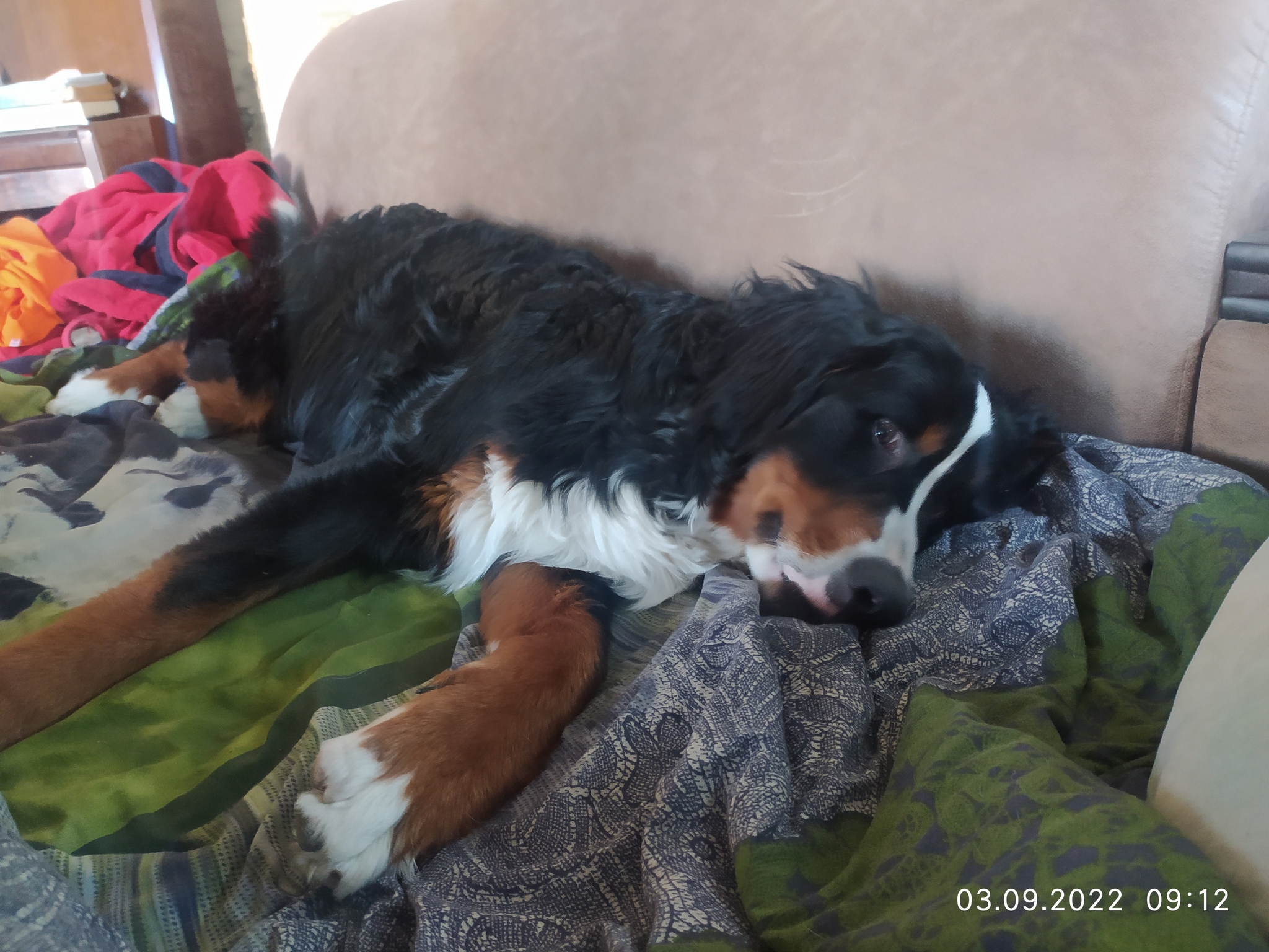 My Bern (Semuel) - My, Dog, Bernese mountain dog, Longpost