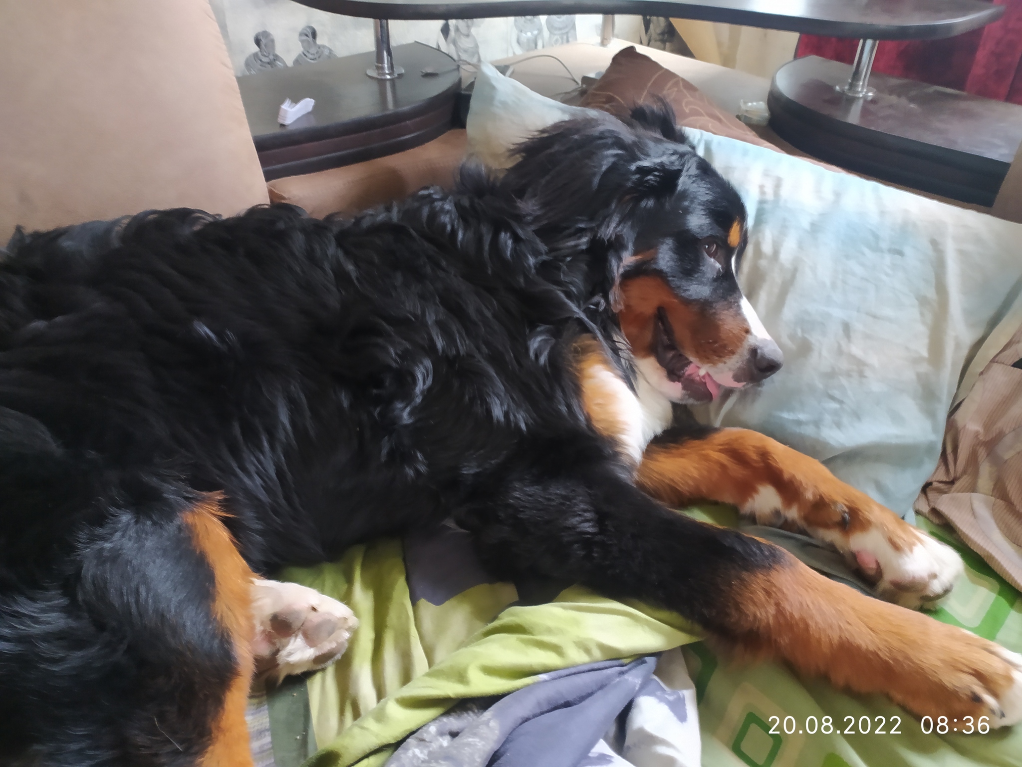 My Bern (Semuel) - My, Dog, Bernese mountain dog, Longpost